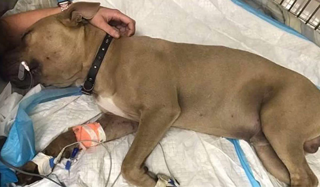 Muere un pitbull tras proteger a dos niños pequeños del ataque de una serpiente