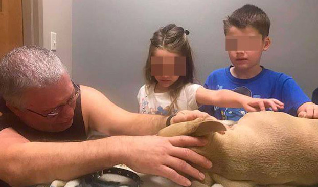 Muere un pitbull tras proteger a dos niños pequeños del ataque de una serpiente