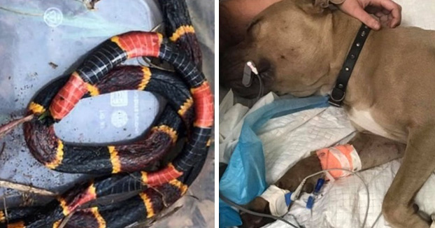 Muere un pitbull tras proteger a dos niños pequeños del ataque de una serpiente