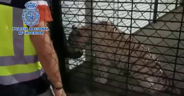 La Policía encuentra un ejemplar de tigre al borde de la extinción en un chalet de Alicante durante una redada