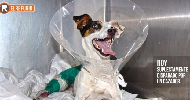 Condenan a un cazador a cinco meses de prisión por disparar a un perro que paseaba con sus dueños