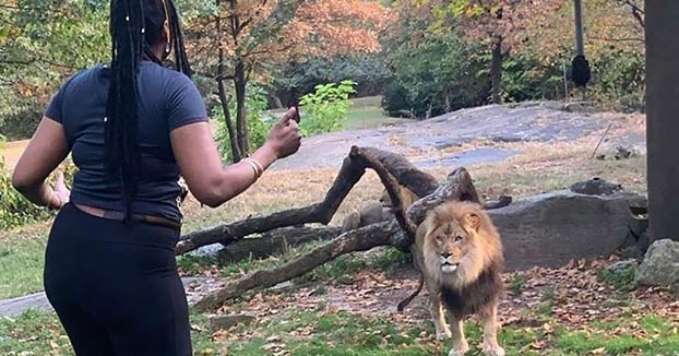 Una mujer entra en el recinto de un león en el zoo y se pone a bailar al lado del animal