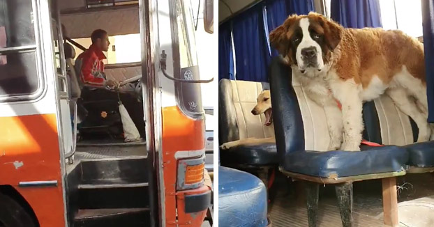 León Darío, el paseador de perros que lleva a los animales en un autobús escolar