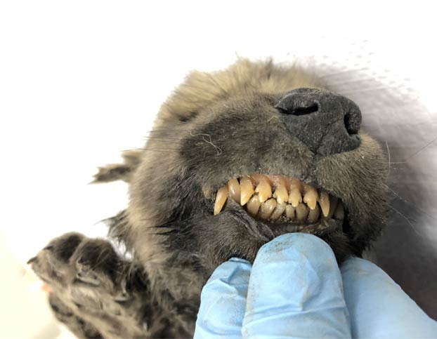 Encuentran intacto un cachorro de una especie desconocida que murió hace 18.000 años