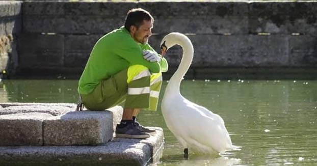 La insólita relación entre un cisne y un jardinero del Monasterio de El Escorial