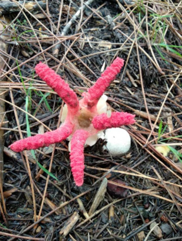 Proliferan los avistamientos de los ''dedos