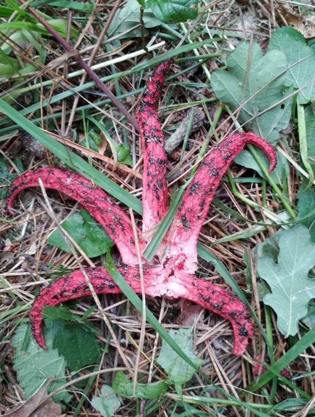 Proliferan los avistamientos de los ''dedos