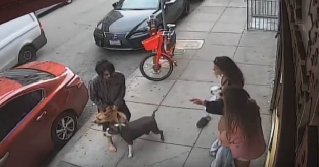 Dos perros atacan a otro más pequeño en plena calle de San Francisco