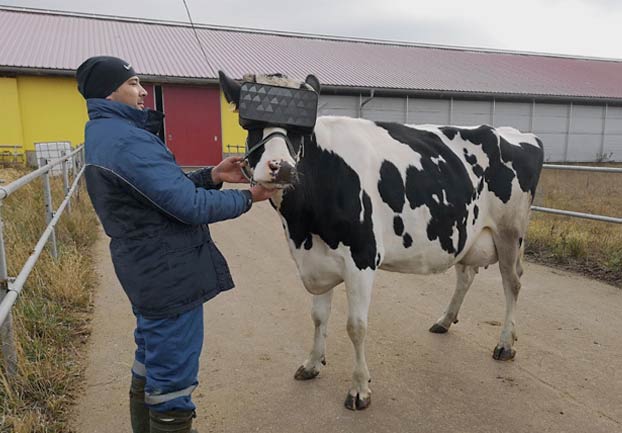 Gafas de realidad virtual para vacas rusas: ahora pastan en un campo imaginario