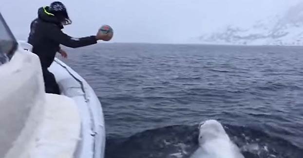 Una ballena beluga juega con un hombre a traer una pelota de rugby en mitad del mar