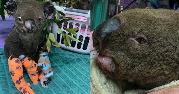 Ha muerto Lewis, el koala que rescató una mujer de las llamas durante un incendio forestal en Australia