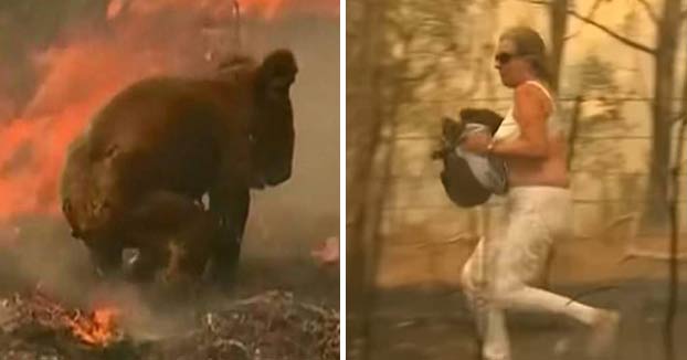 Esta mujer salva a un koala de 14 años de un incendio forestal en Australia