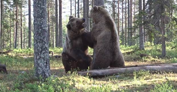 Un fotógrafo capta una pelea entre dos osos pardos en un bosque de Finlandia