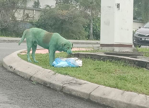 Encuentran un perro pintado de verde, llorando y buscando comida en la calle