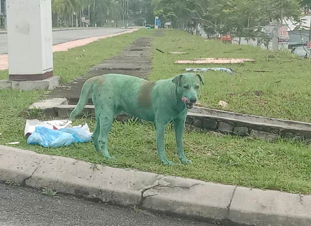 Encuentran un perro pintado de verde, llorando y buscando comida en la calle