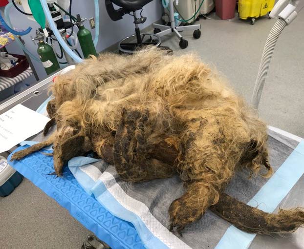 15 centímetros de uñas y 4 kilos de pelo: Así fue la transformación de un perro abandonado