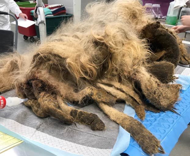 15 centímetros de uñas y 4 kilos de pelo: Así fue la transformación de un perro abandonado