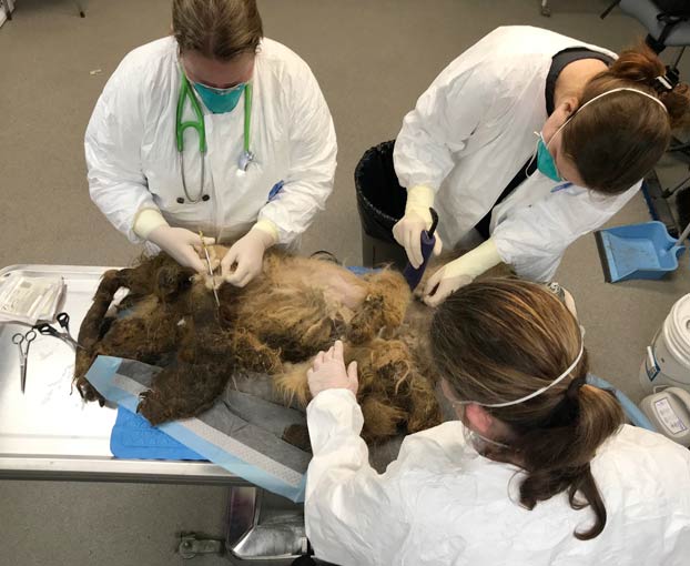 15 centímetros de uñas y 4 kilos de pelo: Así fue la transformación de un perro abandonado