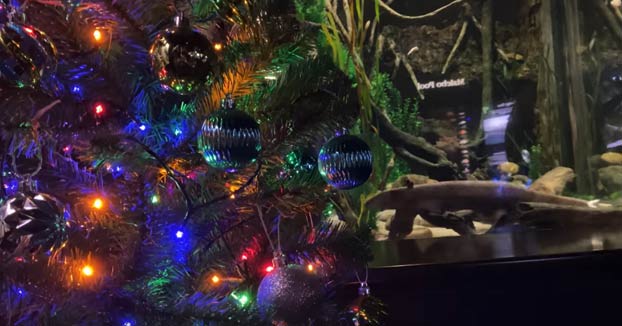 ¿Puede una anguila eléctrica encender las luces de un árbol de Navidad?