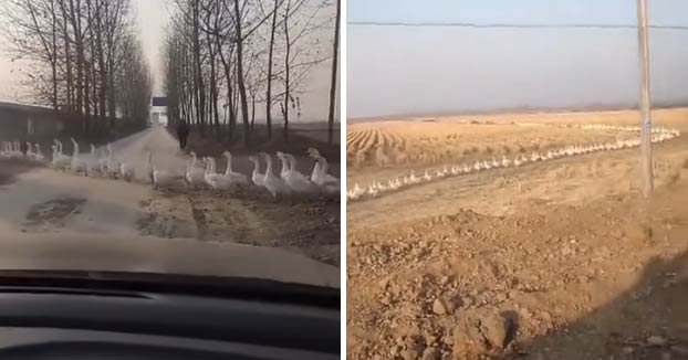 Un conductor graba a cientos de gansos cruzando la carretera en fila de manera ordenada