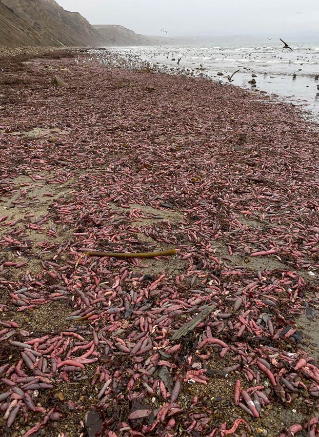 Una playa de California amanece con miles de gusanos con forma de pene
