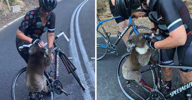 Un koala para a un grupo de ciclistas y les pide agua en plena ola de calor en Australia