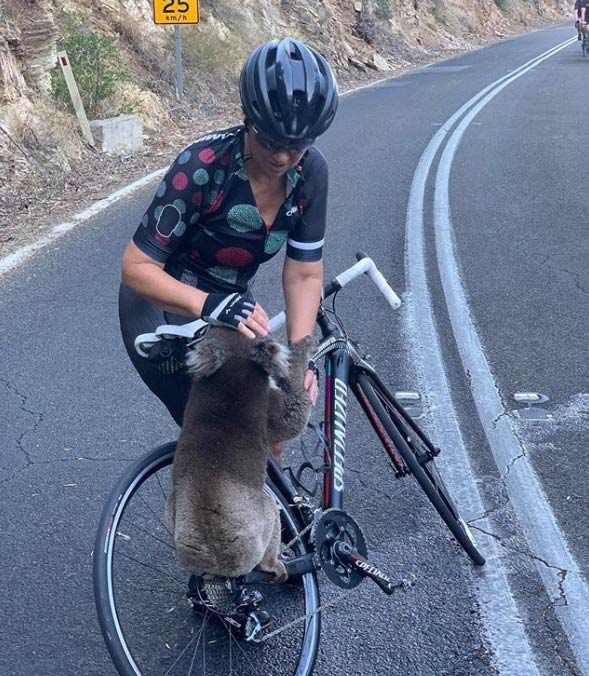 Un koala para a un grupo de ciclistas y les pide agua en plena ola de calor en Australia