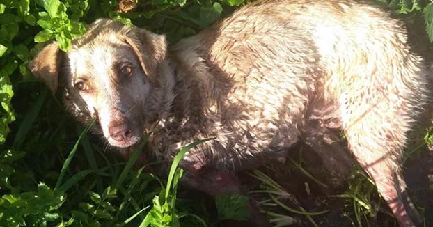 Muere la perra maltratada por un cazador en Chantada, Lugo