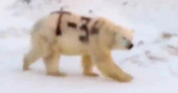 Encuentran a un oso polar con un graffiti en el costado con el nombre de un tanque ruso