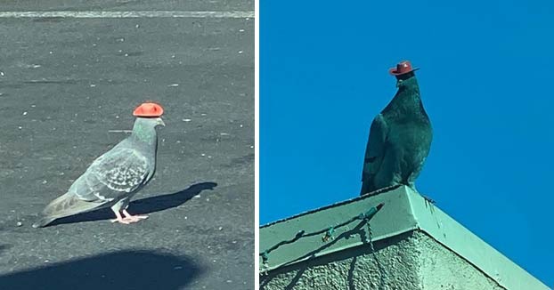 Están apareciendo palomas con sombreros de cowboy en Las Vegas