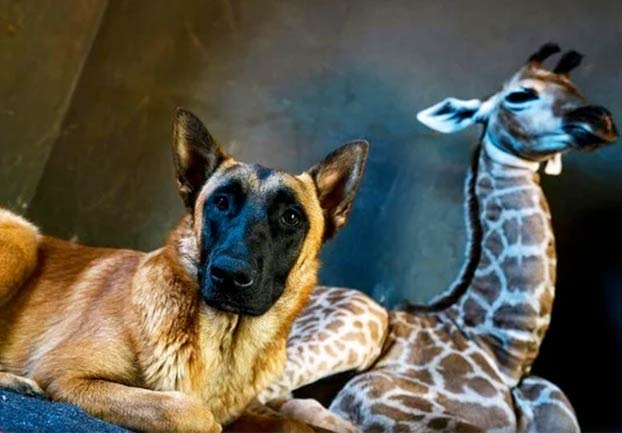 Amigos inseparables: Un perro cuida de una jirafa abandonada por su madre