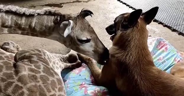 Amigos inseparables: Un perro cuida de una jirafa abandonada por su madre