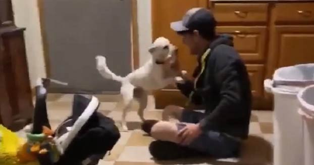 Así es cómo reciben un perro ciego y uno sordo a su dueño después de una semana fuera de casa