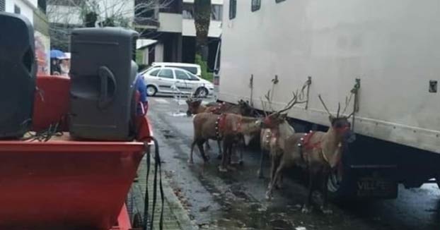 Indignación entre los vecinos de Ourense por utilizar renos en el desfile de Papa Noel