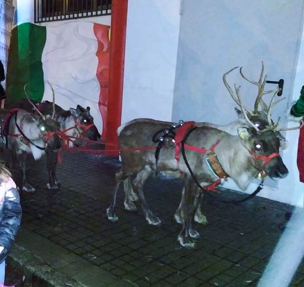 Indignación entre los vecinos de Ourense por utilizar renos en el desfile de Papa Noel