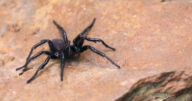 La misma lluvia que apagó los incendios en Australia amenaza con provocar una plaga de arañas mortales