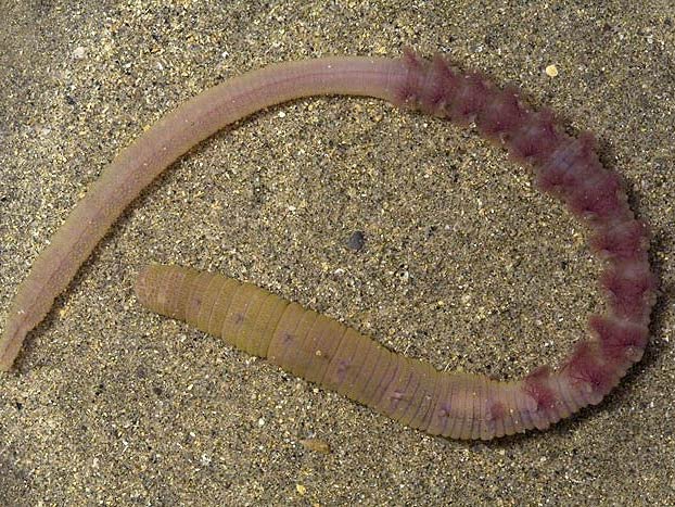Cagón: el bicho que construye gusanos de arena a la orilla del mar