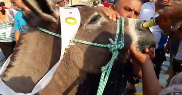 Obligan a un burro a beber cerveza por la nariz tras ganar una carrera