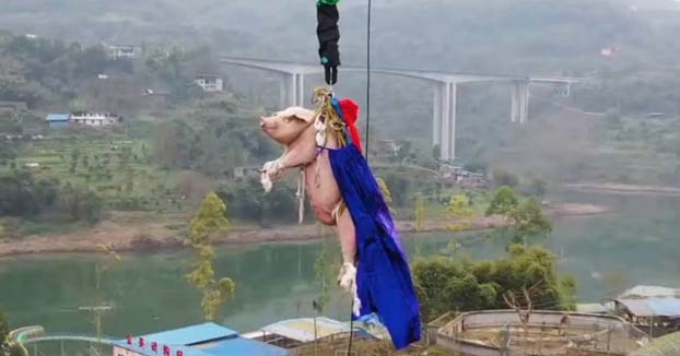 Obligan a un cerdo a hacer 'puenting' desde 70 metros de altura para inaugurar una atracción