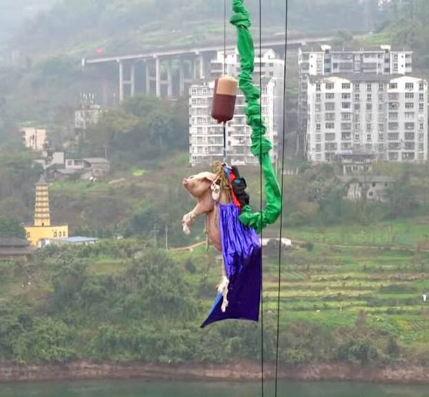 Obligan a un cerdo a hacer 'puenting' desde 70 metros de altura para inaugurar un atracción