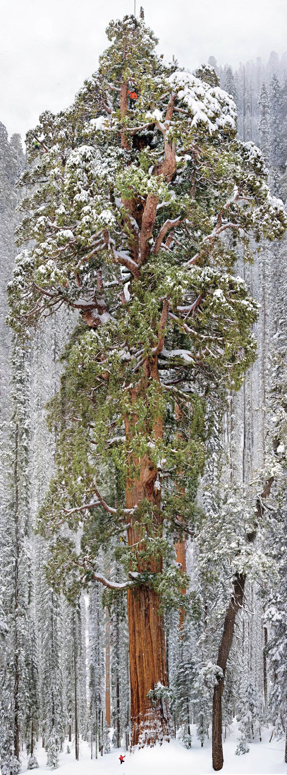 El Presidente: el segundo árbol más alto del mundo en una imagen