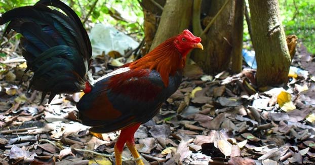 Un gallo mata a su dueño con la cuchilla que llevaba atada a la pata