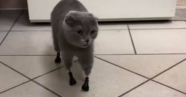 Una gata de Siberia camina de nuevo gracias a sus cuatro patas de titanio