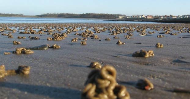 Cagón: el bicho que construye gusanos de arena a la orilla del mar