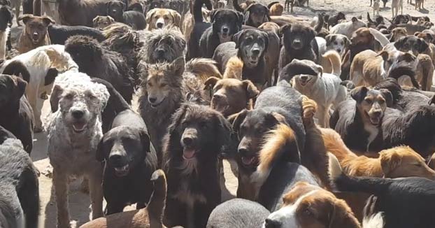 Un hombre adopta a 750 perros