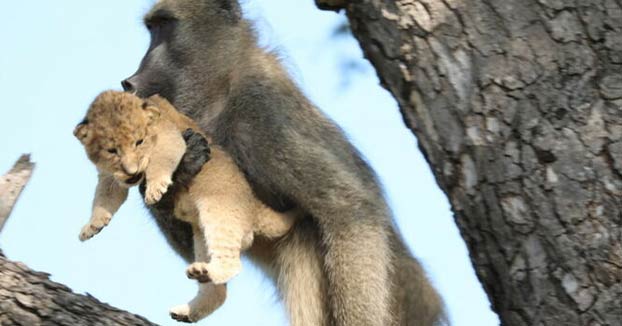 Un babuino roba y cuida a un cachorro de león en un árbol