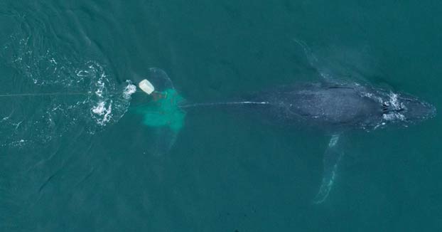 Rescatan a una ballena que se había quedado atrapada en una red ilegal de pesca