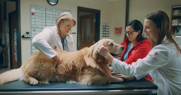 Compra un anuncio de la Super Bowl por 6 millones en agradecimiento a los veterinarios que salvaron a su perro