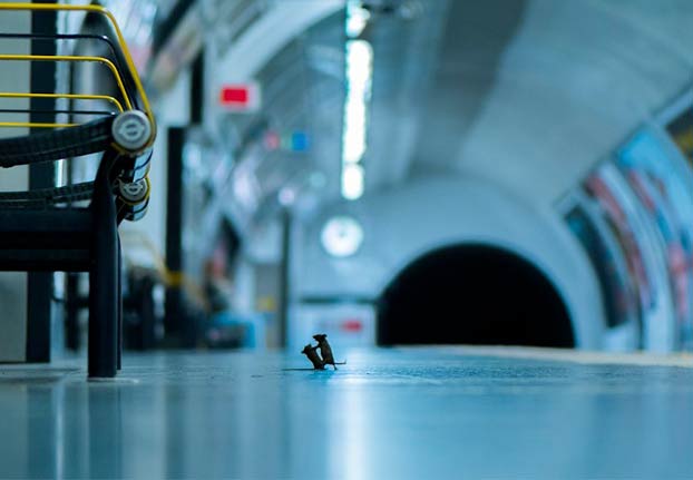 El fotógrafo Sam Rowley estuvo cinco noches apostado en el suelo del metro de Londres para hacer esta maravilla de foto a unos ratones