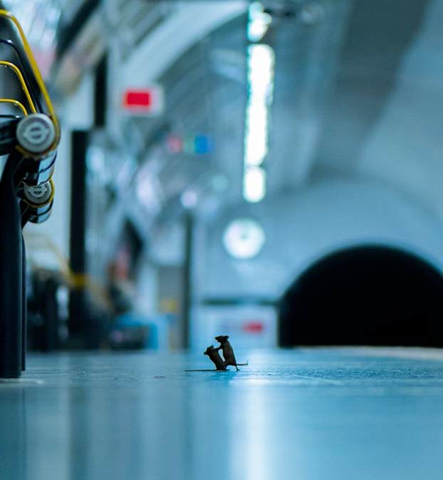El fotógrafo Sam Rowley estuvo cinco noches apostado en el suelo del metro de Londres para hacer esta maravilla de foto a unos ratones
